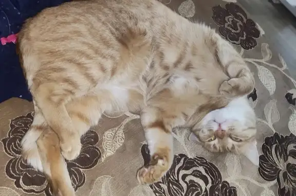 Кошки потеряшки, Санкт-Петербург, фото: Потеряшка кошка на Северном проспекте, СПб