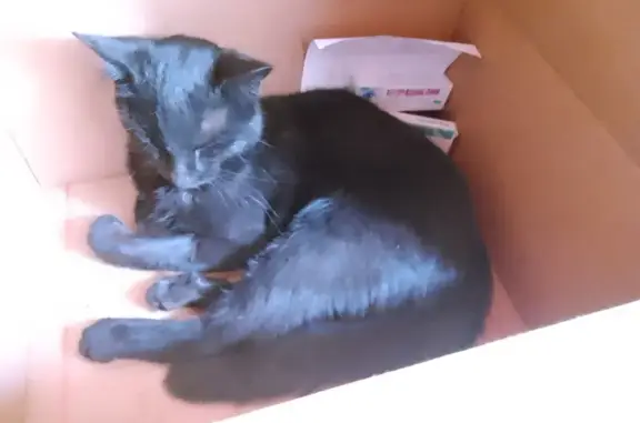 Найдена чёрная кошка на ул. Свердлова, Галич