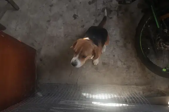 Найдена собака в п. Краснооктябрьского на Апшеронской трассе