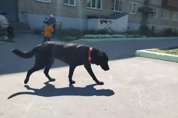 Собака найдена на Южной улице, Щекино