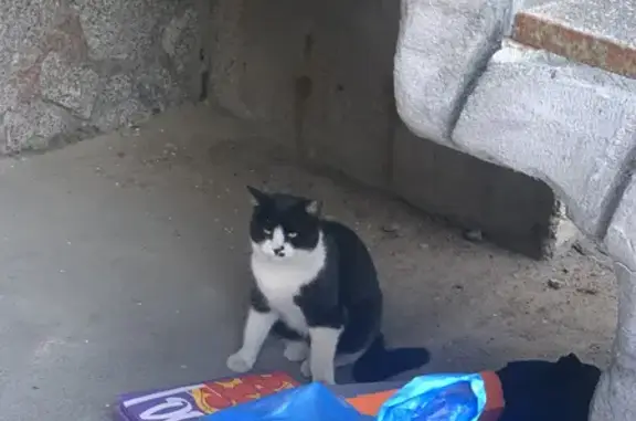 Найдена кошка на Богатырском пр. в СПб