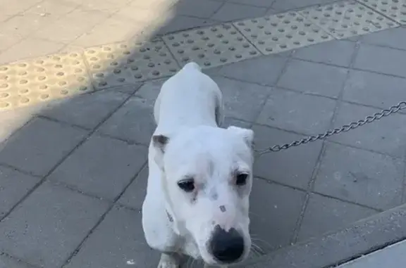 Найдена собака на Бургасской, похожа на Джека