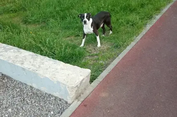 Собака найдена в Липецке, Липецкая область
