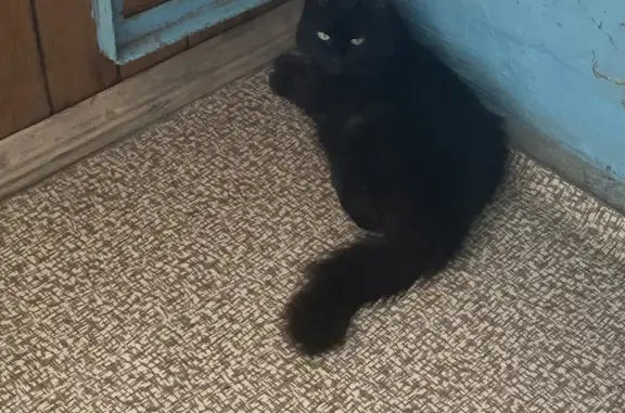 Пропала черная кошка возле заправки в Октябрьском сельском поселении