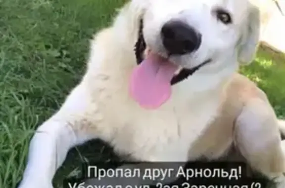 Пропала собака Арнольд на 3-й Заречной, Астрахань