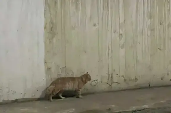 Найдена кошка на ул. Богородского, 7 к1, Н.Новгород