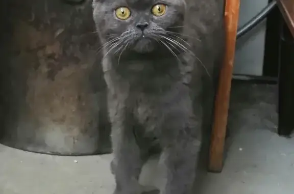 Найдена кошка на Гомельской, 80, Орск