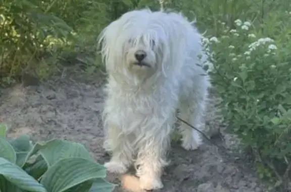 Пропала собака в Горах, Ленинградская область.