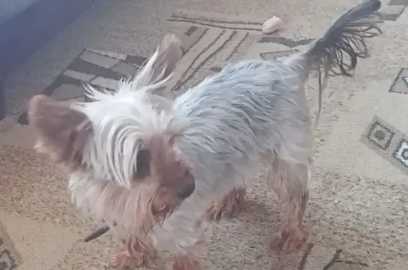 Собака найдена на Индустриальной улице, Таврово
