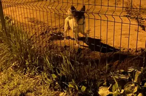 Найдена собака в парке Якутова 16.05.2023 в 22:30! 🐶