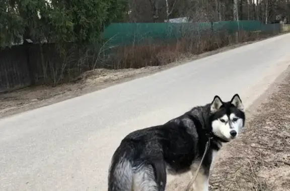 Пропала собака Хаски в Пушкинском районе
