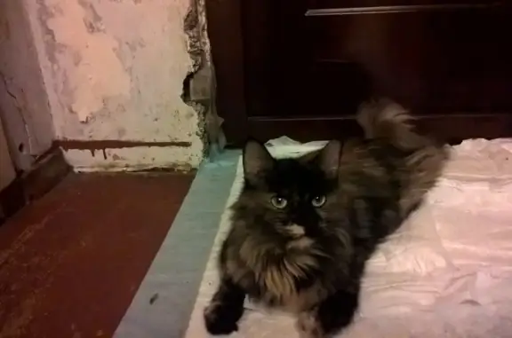 Кошка найдена на Лесном пр-те, 39 в Петрозаводске.