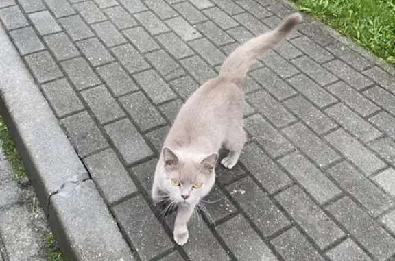 Найдена ласковая кошка на Артиллерийской, Калининград