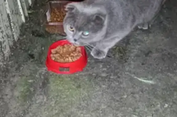 Найдена кошка на ул. Будённого, Краснодар
