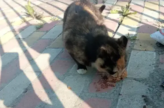 Беременная кошка ищет дом на Добросельской, 2Б, Владимир