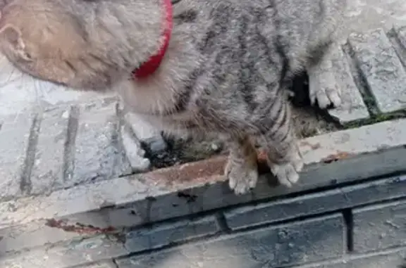 Найдена кошка на пр. Ленина, 61 в Нальчике