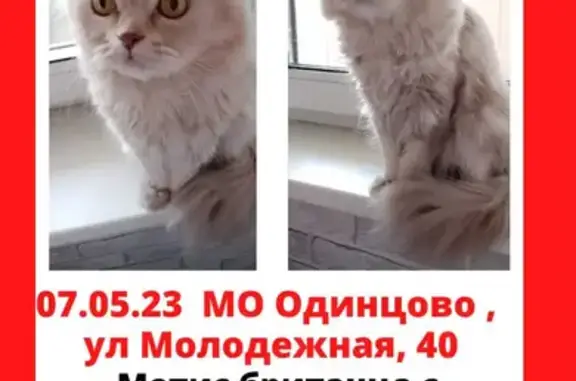 Пропала кошка на Молодёжной улице 40, Одинцово