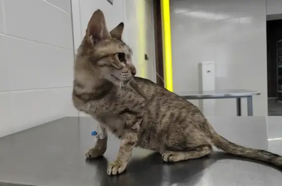 Найдена кошка на Щорса, Красноярский край