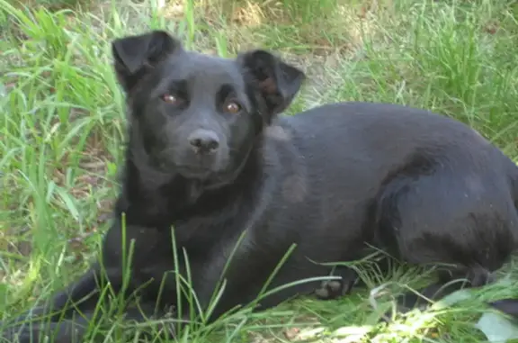 Пропала маленькая чёрная собака на Первомайской улице, Хардиково
