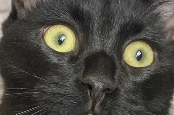 Пропала черная кошка на Южном проспекте