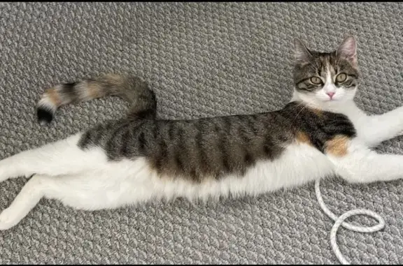 Кошки потеряшки, Санкт-Петербург, фото: Потеряшка кошка в Петро-Славянке, СПб.