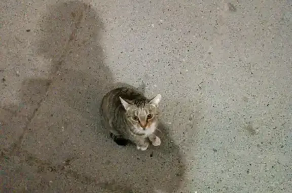 Кошка найдена на Федюнинского 64, Тюмень