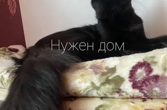 Найдена кошка в Ростове: ищем ответственную семью!