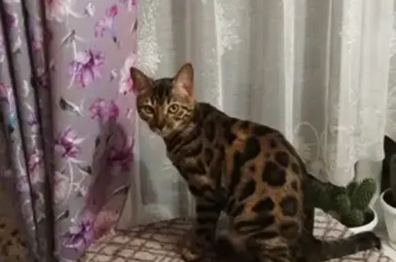 Кошки потеряшки, Курган, фото: Потеряшка бенгальская кошка на ул. Герцена, Курган.