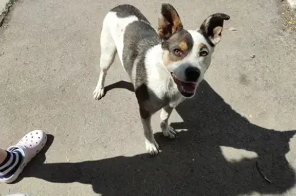 Найдена сука-собака на ул. Ломоносова, Магнитогорск