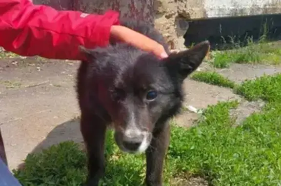 Найдена слепая собака в Пушанино, Пензенская область
