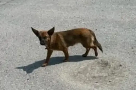 Собака найдена на ул. 51-й Гв. дивизии, 6, Волгоград