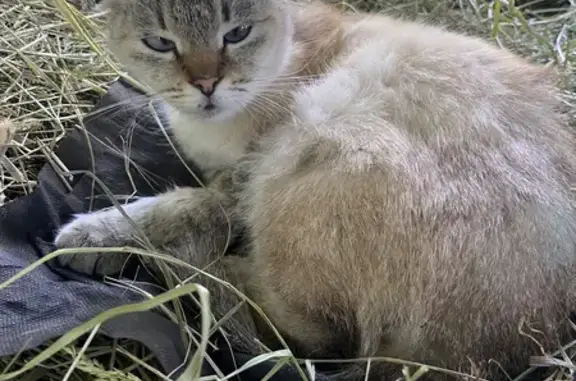 Истощенная кошка на Садовой, 37