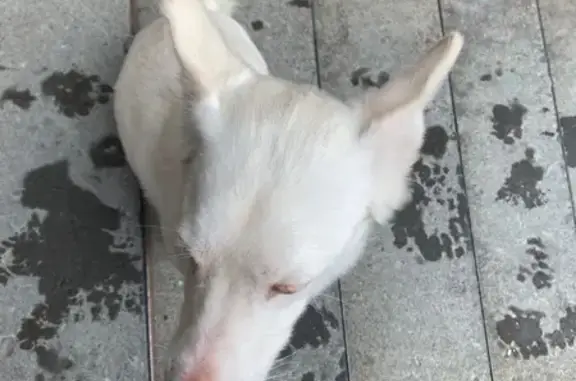 Собака найдена на улице Орджоникидзе, 6Б в Норильске.
