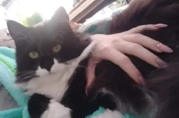 Объявления о пропавших и найденных животных, Курган, фото: Пропала крупная кошка в Кургане