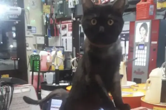 Кошки потеряшки, Набережные Челны, фото: Потеряшка кошка с характером в Набережных Челнах