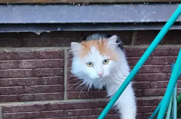 Найдена бело-рыжая кошка в Юрасово