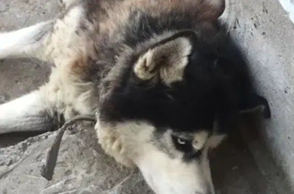 Пропала собака Хаска на ул. Сандугач, 23 в Казани