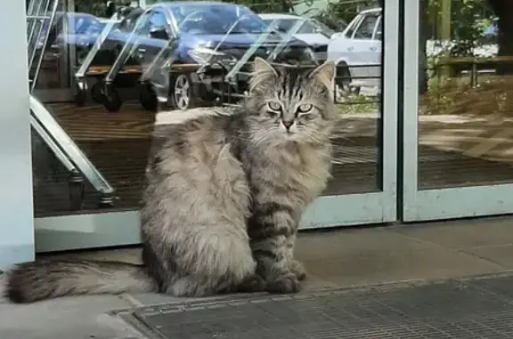 Найдена кошка в Коломне, ул. Спирина, 1А