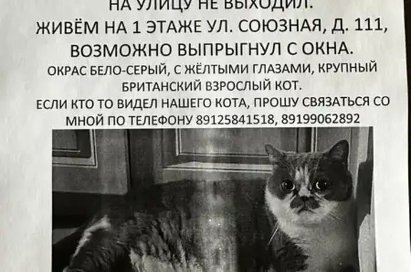 Кошки потеряшки, Ижевск, фото: Потеряшка кошка на Союзной, дом 111, Ижевск