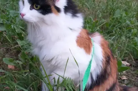Кошки потеряшки, Ярославль, фото: Потеряшка трехцветная кошка на ул. Е. Колесовой, 68, Ярославль.
