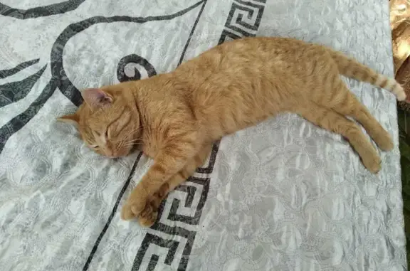 Пропал рыжий кот с ошейником на Севастопольской, 81, Сальск