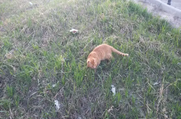 Потерянная кошка в м-р Первомайский, Иркутск