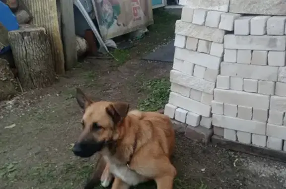 Рыжая собака на пл. Ленина, Тула