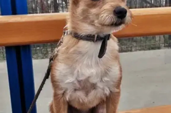 Найдена собака на Ледокольном проезде, 21 в Мурманске