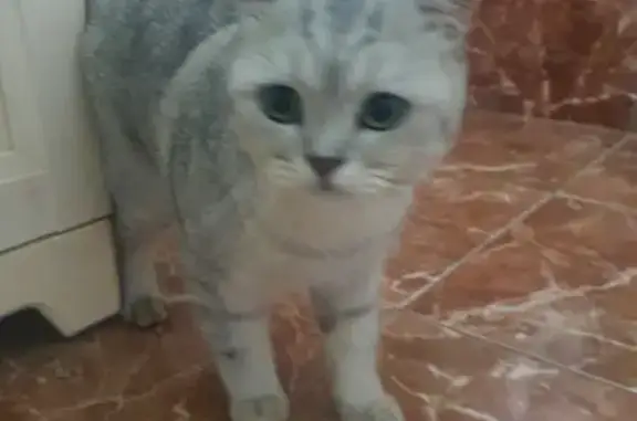 Найдена породистая кошка в поселке Загорянский