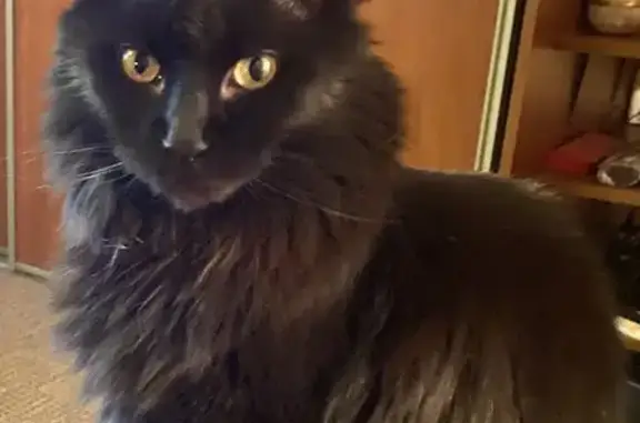 Пропала черная кошка в Екатеринбурге