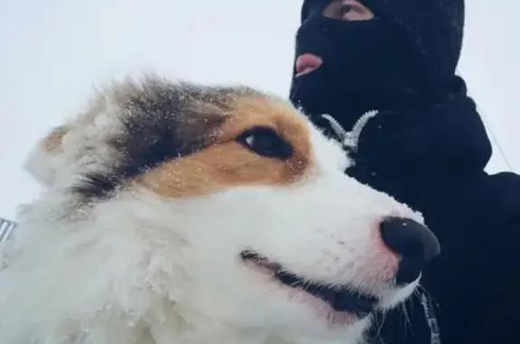 Пропала собака на ул. Энергетиков, Теренсай