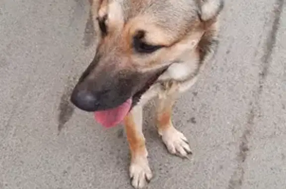 Найдена собака в Екатеринбурге: бежевый окрас, контактная, хромает на переднюю