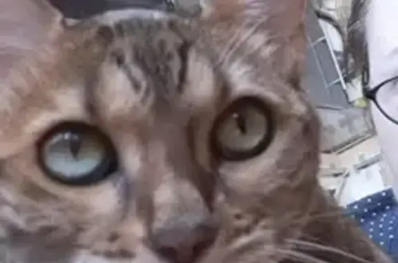 Кошки потеряшки, Санкт-Петербург, фото: Потеряшка бенгальская кошка на Стародеревенской, СПб.