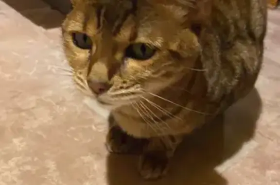 Кошки потеряшки, Санкт-Петербург, фото: Потеряшка кошка ИСА на Стародеревенской, СПб